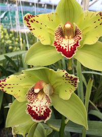 Green Cymbidium Orchid Flower seeds for Planting - Shade Tolerant, Heirloom & GMO Free Seeds for Home Garden