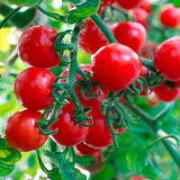 Tomato plants growing from seeds in a sunny vegetable garden.
