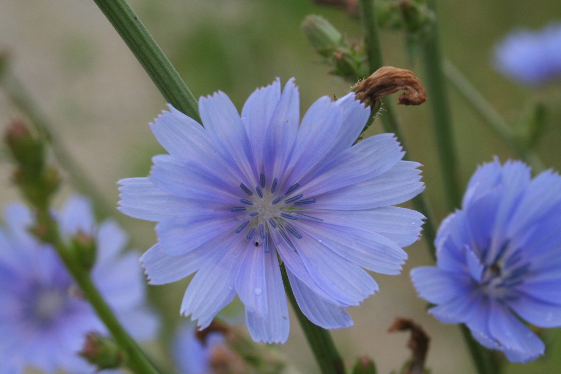 Antler Chicory wildflower seeds for planting in home gardens