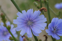 Antler Chicory wildflower seeds for planting in home gardens