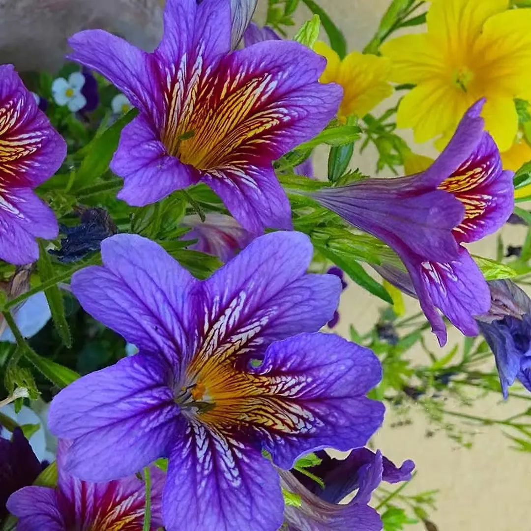 Chilean Morning Glory colorful blooms in a garden setting