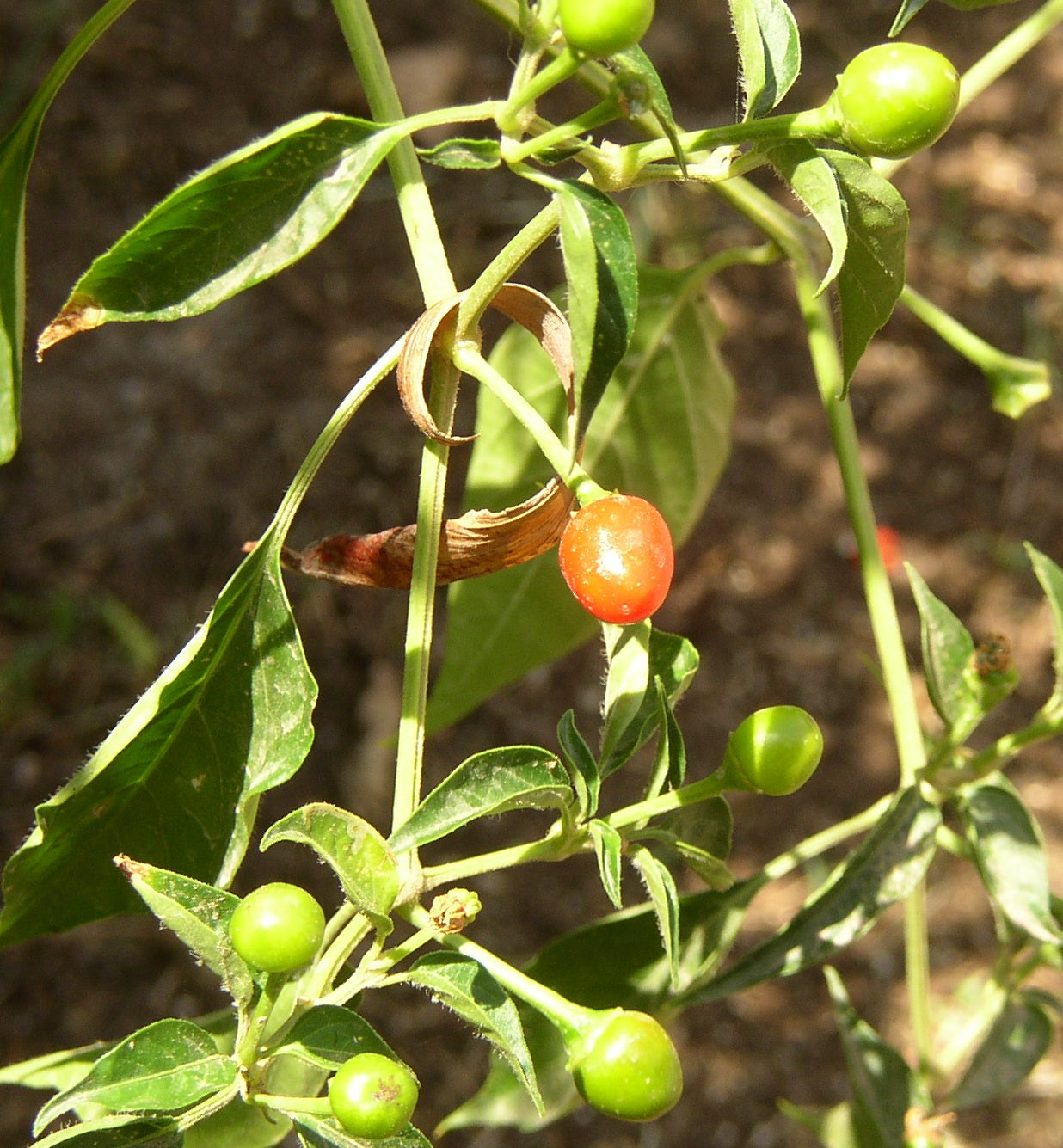 Healthy Texas Chiltepin pepper plant growing in a garden