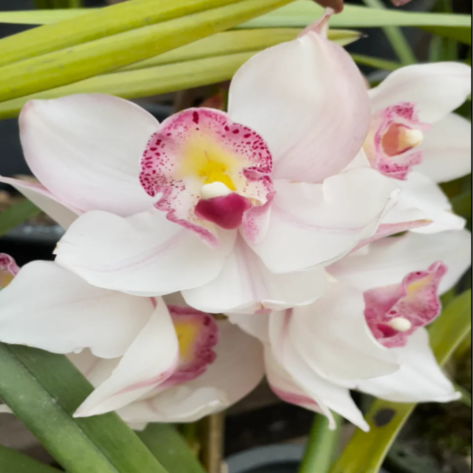 Purple & White Cymbidium Orchid Flower seeds for Planting Long Bloom Season Heirloom & GMO Free Seeds for Home Garden
 
 Sale