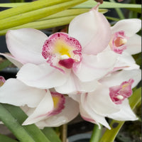 Purple & White Cymbidium Orchid Flower seeds for Planting Long Bloom Season Heirloom & GMO Free Seeds for Home Garden
 
 Sale