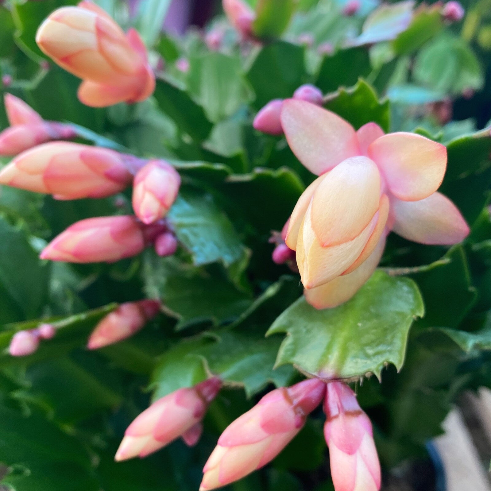 Peach Schlumbergera Flower seeds for Planting - Sun Loving, Heirloom & GMO Free Seeds for Home Garden