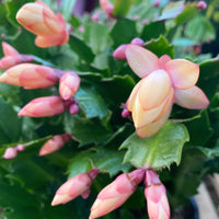 Peach Schlumbergera Flower seeds for Planting - Sun Loving, Heirloom & GMO Free Seeds for Home Garden
