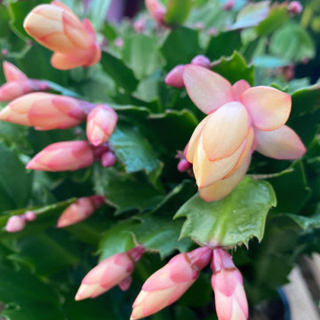 Schlumbergera Peach Flower seeds for Planting - Shade Tolerant, Heirloom & GMO Free Seeds for Home Garden