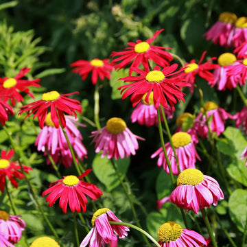 Pyrethrum Flower seeds for Planting Cottage Garden Essential Heirloom & GMO Free Seeds for Home Garden 
 
 Sale