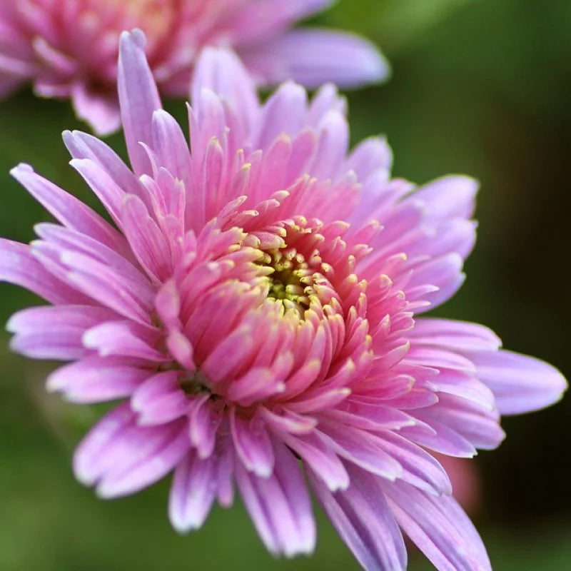 Chrysanthemum Seeds for Planting Chrysanthemum Morifolium flower bed autumn garden