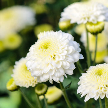 Dutch Chrysanthemum Flower seeds for Planting - Perfect for Borders, Heirloom & GMO Free Seeds for Home Garden