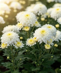 White Chrysanthemum Carinatum Flower seeds for Planting - Fragrant Blossoms, Heirloom & GMO Free Seeds for Home Garden