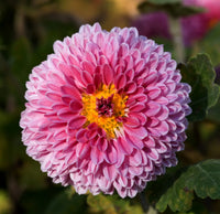 Chrysanthemum Flower seeds for Planting Shade Tolerant Heirloom & GMO Free Seeds for Home Garden 
 
 Sale