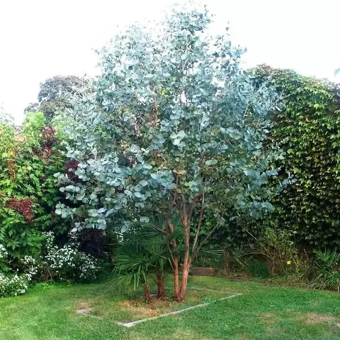 Cider Gum Eucalyptus seeds for planting