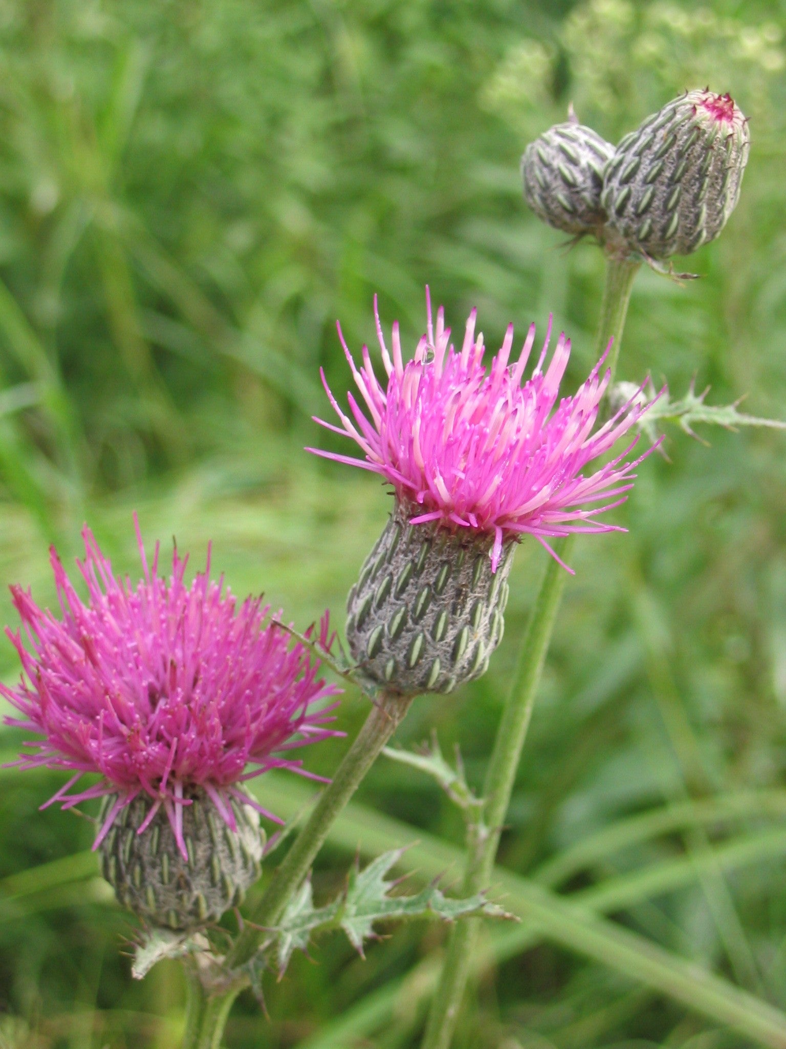 Cirsium Muticum Flower seeds for Planting - Drought Tolerant, Heirloom & GMO Free Seeds for Home Garden