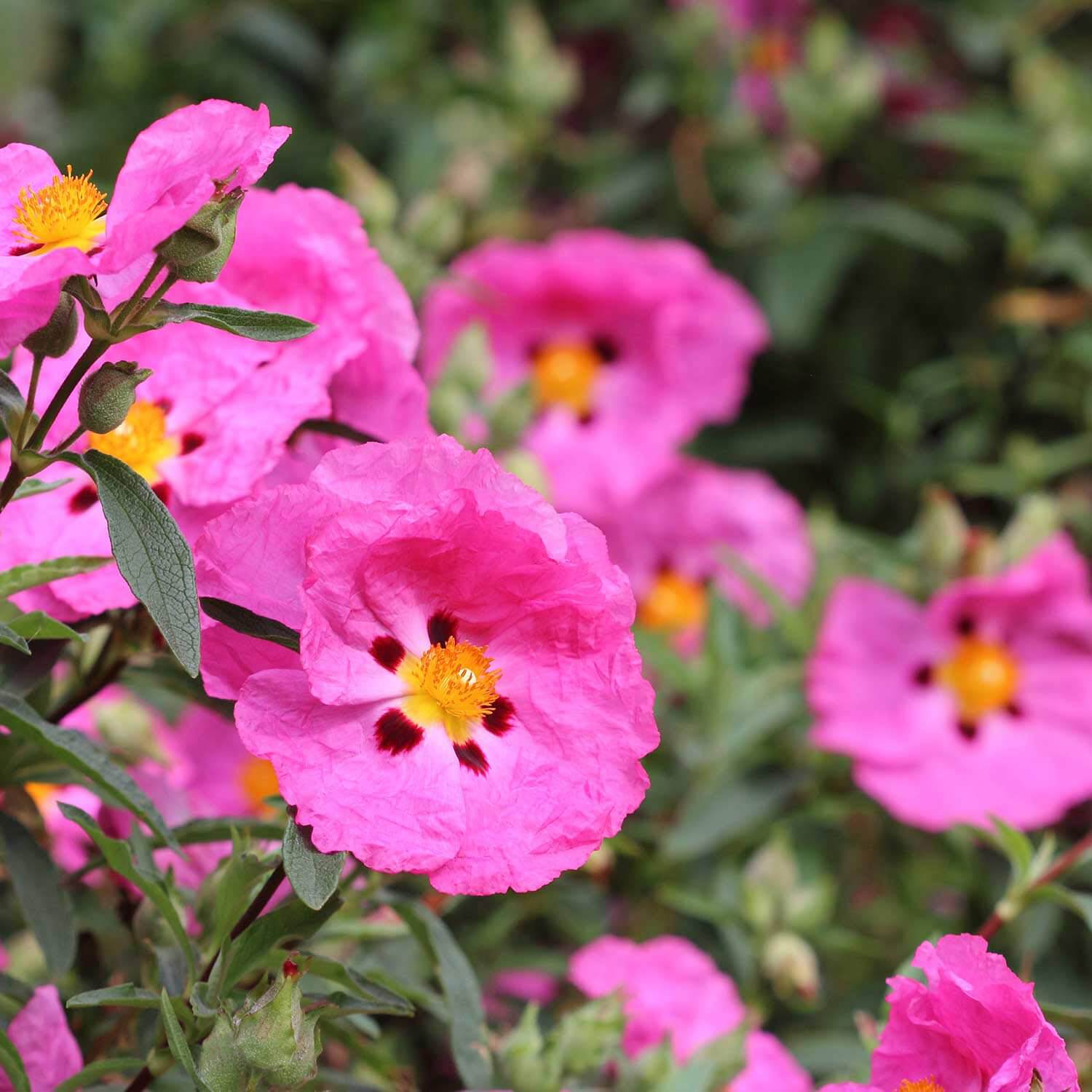 CISTUS Flower seeds for Planting - Vibrant Colors, Heirloom & GMO Free Seeds for Home Garden