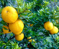 Evergreen Citrus bergamia growing in a decorative patio container.