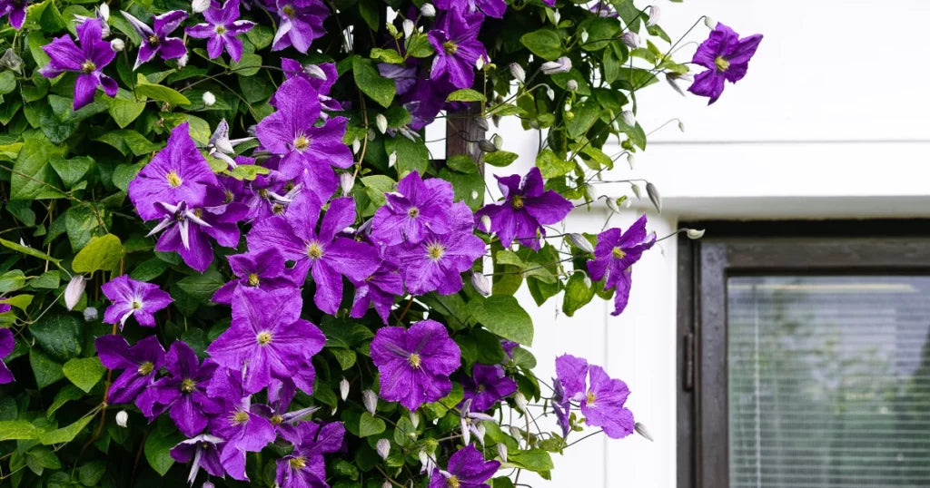 Clematis Climbing Flower seeds for Planting Vibrant Colors Heirloom & GMO Free Seeds for Home Garden