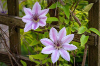 Clematis Flower seeds for Planting - Seasonal Bloomer, Heirloom & GMO Free Seeds for Home Garden