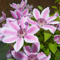 Nelly Moser Flower seeds for Planting Wildflower Mix Heirloom & GMO Free Seeds for Home Garden