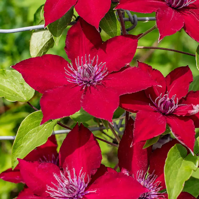 Clematis Burgundy Flower seeds for Planting - Low Maintenance, Heirloom & GMO Free Seeds for Home Garden