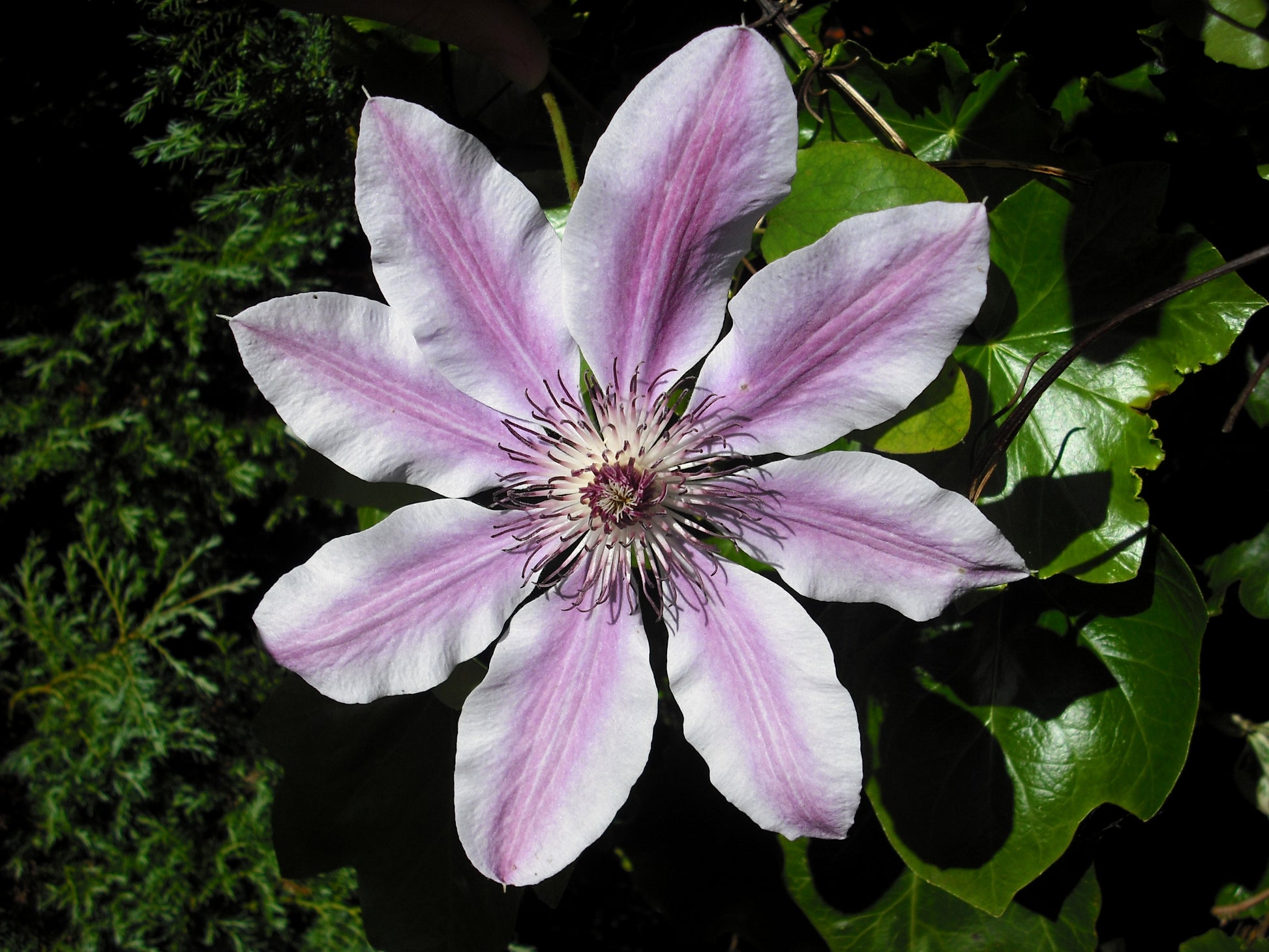 Clematis Flower seeds for Planting - Seasonal Bloomer, Heirloom & GMO Free Seeds for Home Garden
