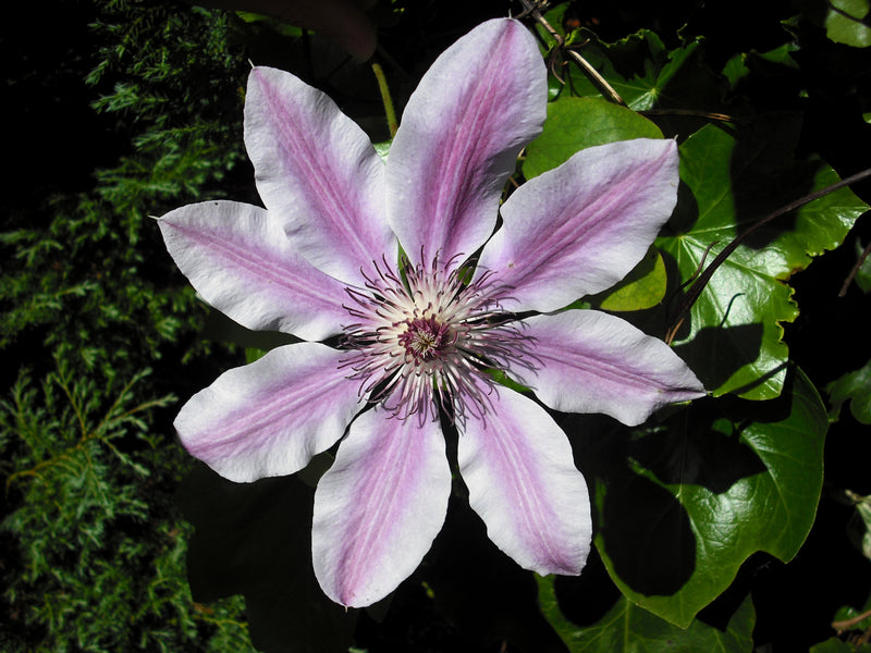 Clematis Flower seeds for Planting Shade Tolerant Heirloom & GMO Free Seeds for Home Garden