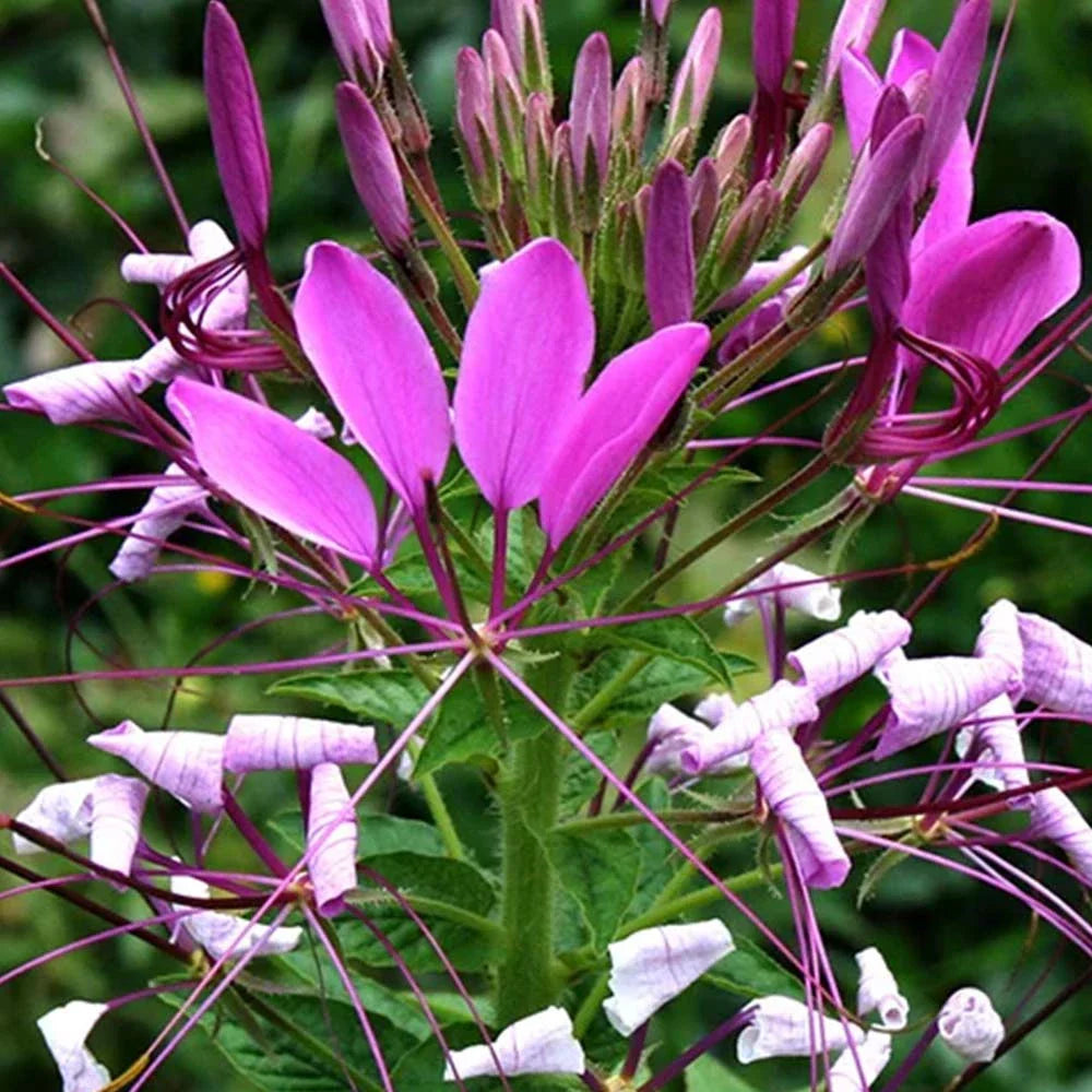 Pink Spiny Spider Flower seeds for Planting - Drought Tolerant, Heirloom & GMO Free Seeds for Home Garden