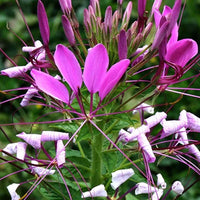 Pink Spiny Spider Flower seeds for Planting - Drought Tolerant, Heirloom & GMO Free Seeds for Home Garden