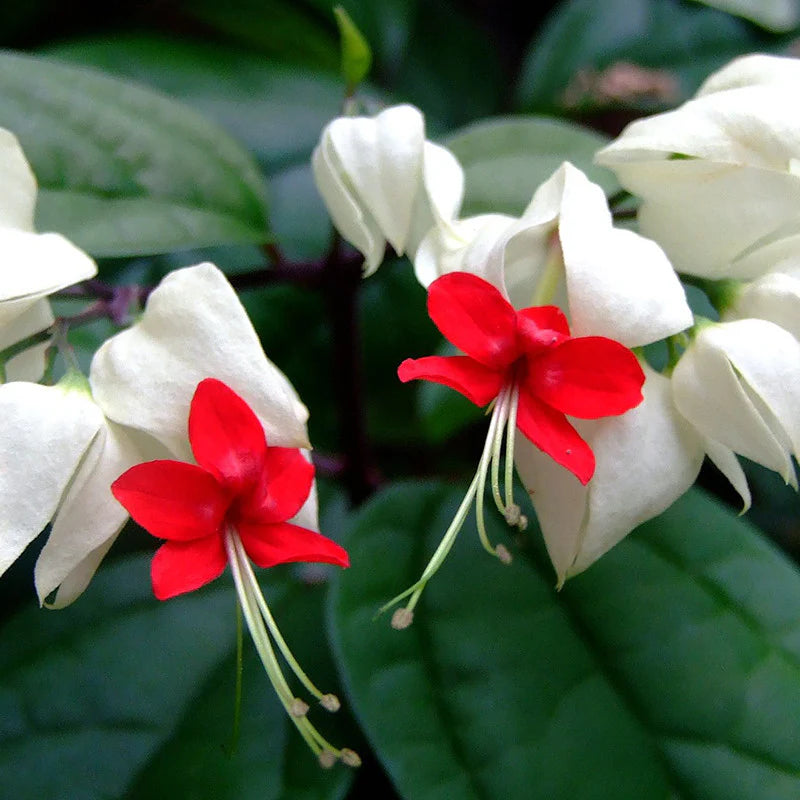 White Red Clerodendrum Thomsonii Flower Planting - Seed for Striking Blooms and Lush Growth in Your Garden