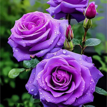Mixed climbing rose seeds for planting