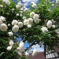White Climbing Rose Flower Seeds for Planting Cottage Garden Essential Heirloom & GMO Free Seeds for Home Garden
 
 Sale