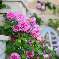Mixed Climbing Rose Rosa spp Flower Seeds for Planting in Flower Bed