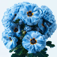 Sky Blue Geranium Pelargonium Flower Seeds for Planting Perfect for Borders Heirloom & GMO Free Seeds for Home Garden
 
 Sale