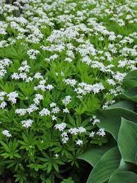 Close-up of Sweet Woodruff white blooms in a woodland-style landscape.