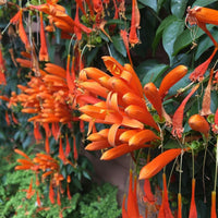 Red Pyrostegia Venusta Flower seeds for Planting Long Bloom Season Heirloom & GMO Free Seeds for Home Garden