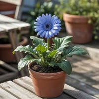 Close view of vibrant Blue Gerbera Daisy blooms with green foliage