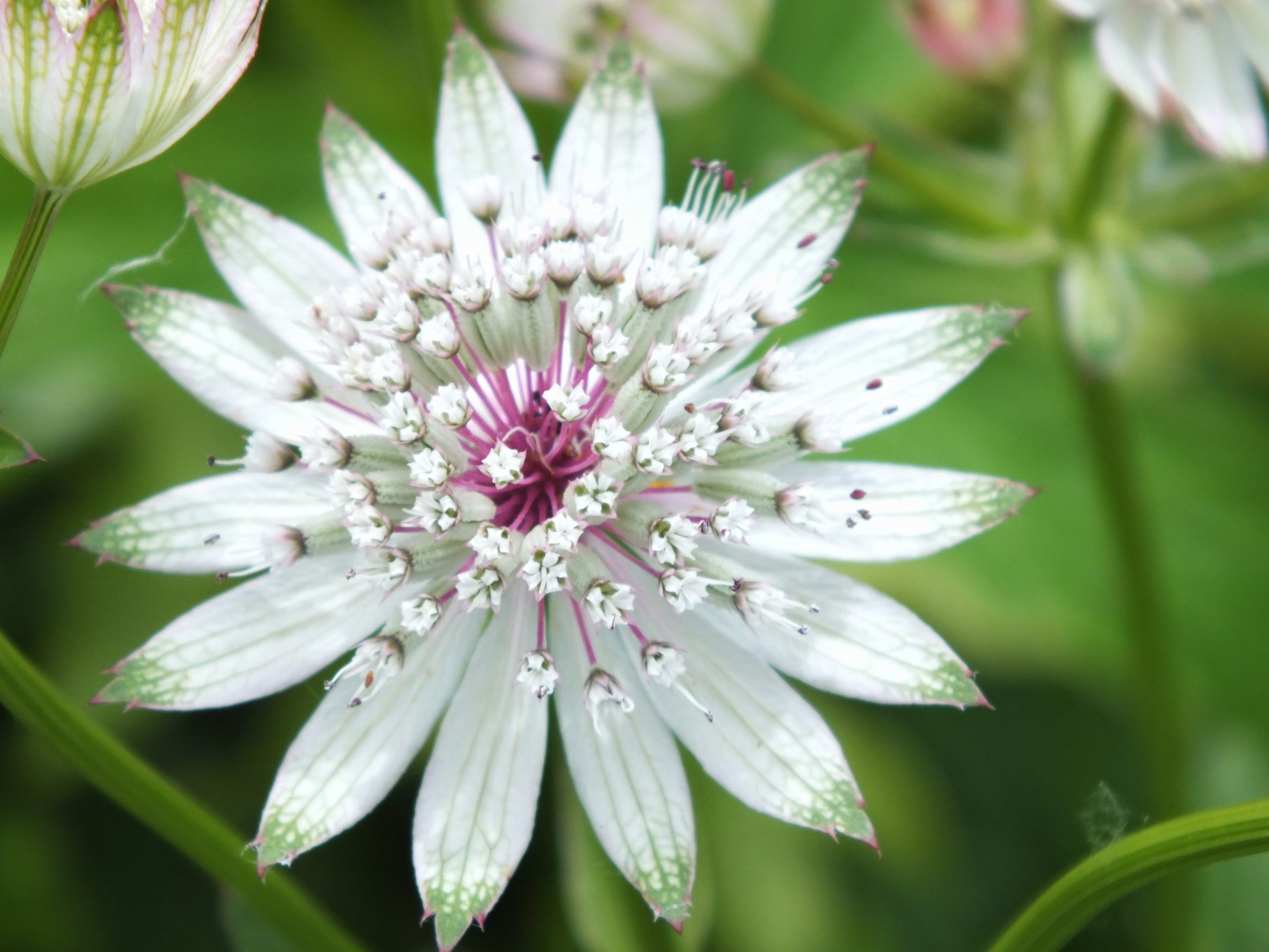 Astrantia Flower seeds for Planting Drought Tolerant Heirloom & GMO Free Seeds for Home Garden