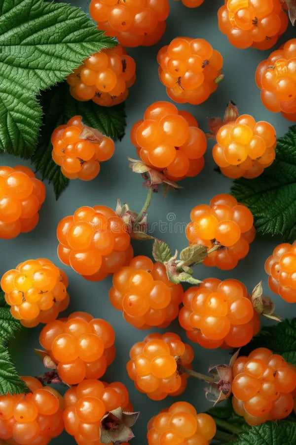 Cloudberry plant with green foliage and golden-colored berries.