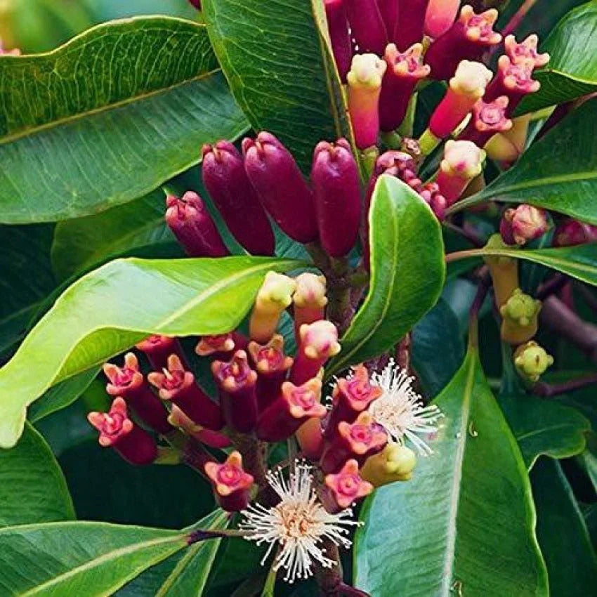 Young Clove tree with glossy green leaves growing in a garden.