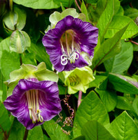 Heirloom Cobaea Bells Flower seeds for Planting Garden Favorite Heirloom & GMO Free Seeds for Home Garden