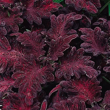 Deep Purple Dragon Coleus Seeds Flower seeds for Planting Colorful Display Heirloom & GMO Free Seeds for Home Garden