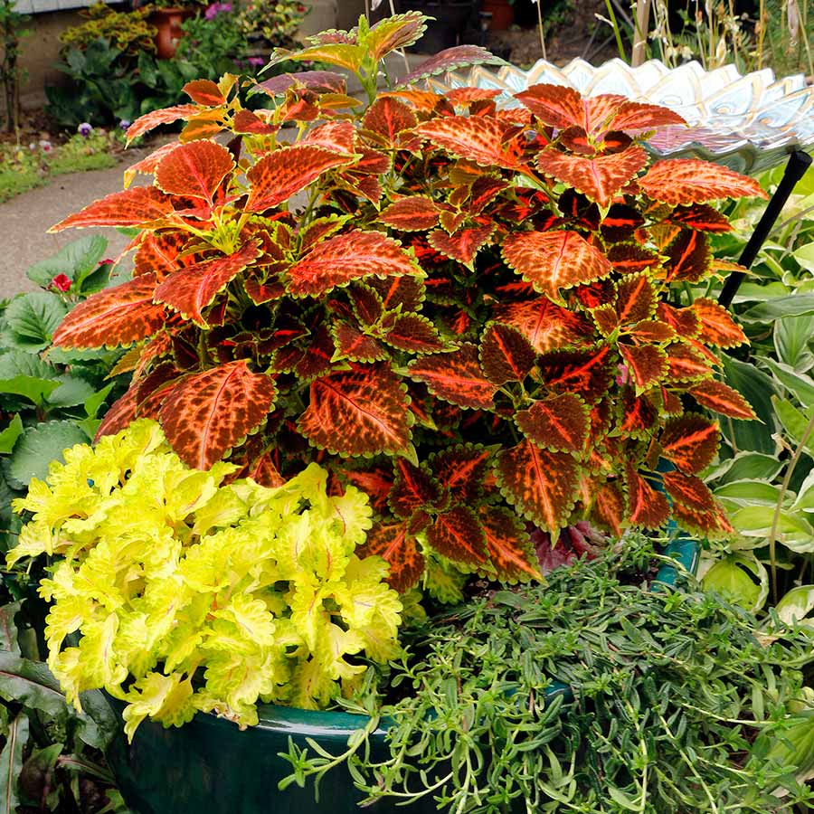 Coleus Orange & Green Flower seeds for Planting Compact Growth Heirloom & GMO Free Seeds for Home Garden 
 
 Sale