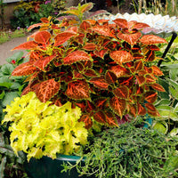 Coleus Orange & Green Flower seeds for Planting Compact Growth Heirloom & GMO Free Seeds for Home Garden 
 
 Sale