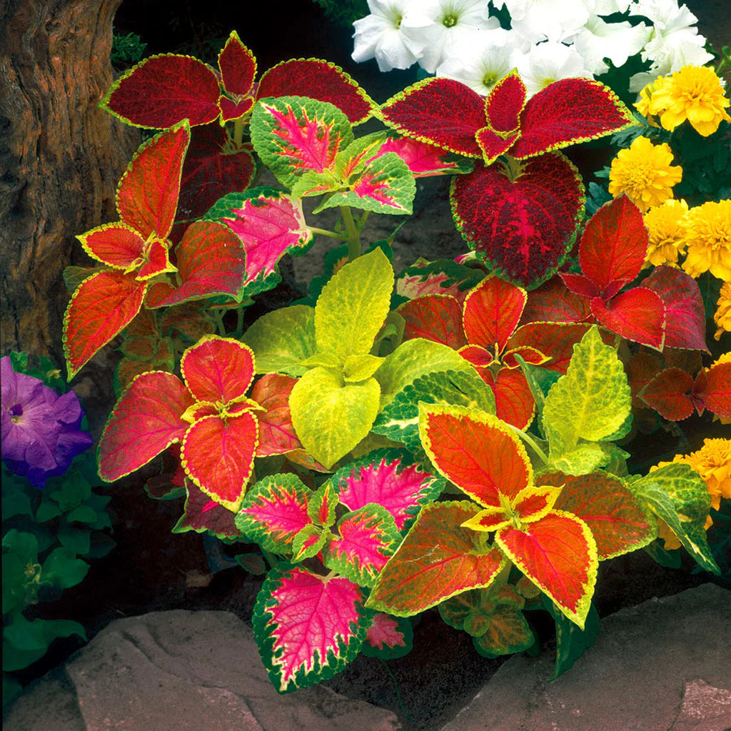 Deep Red Coleus Flower seeds for Planting Bright Blooms Heirloom & GMO Free Seeds for Home Garden
 
 Sale