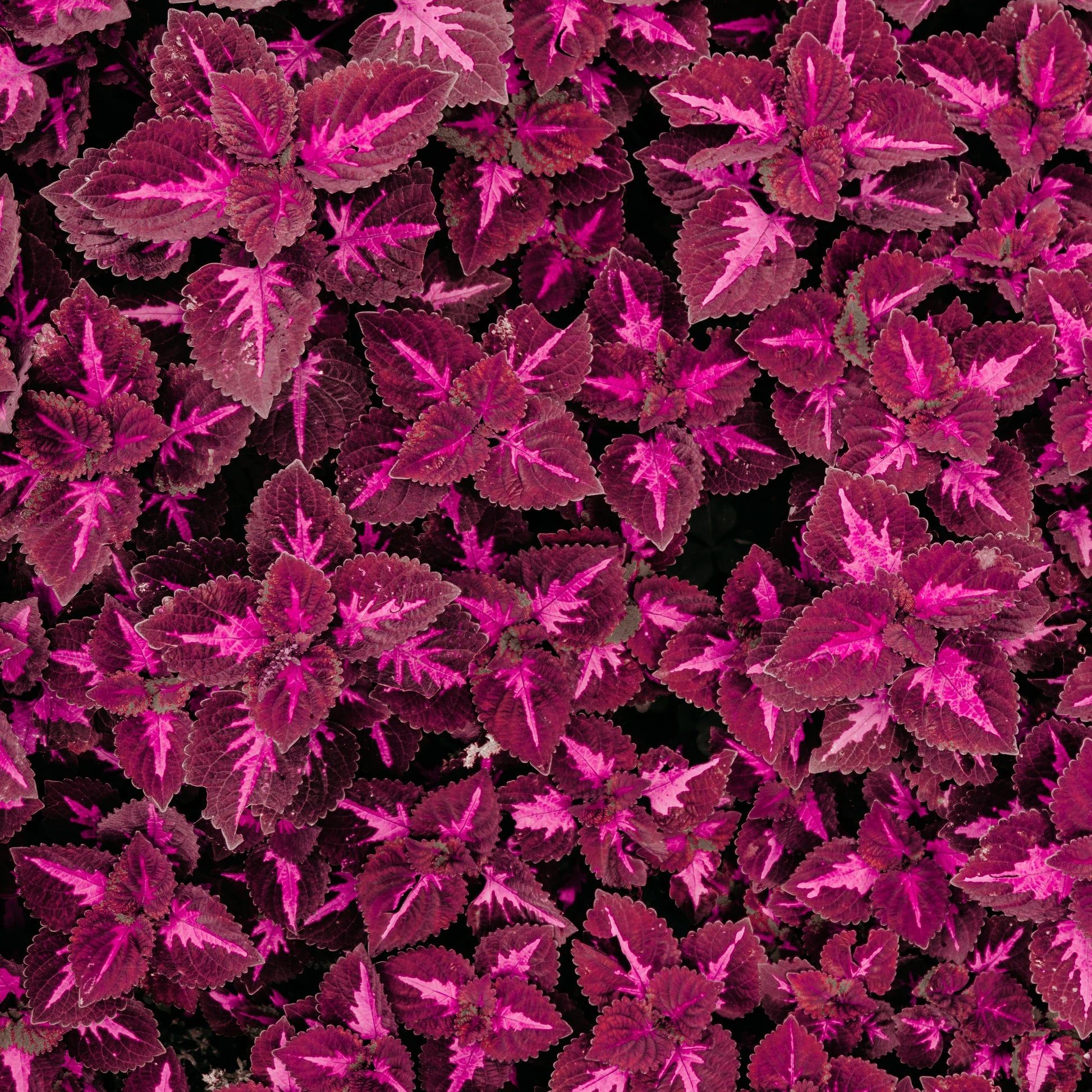 Pink Dragon Coleus for Planting Drought Tolerant Heirloom & GMO Free Seeds for Home Garden
 
 Sale