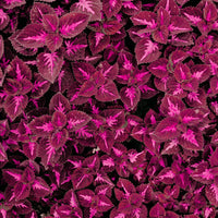 Pink Dragon Coleus for Planting Drought Tolerant Heirloom & GMO Free Seeds for Home Garden
 
 Sale