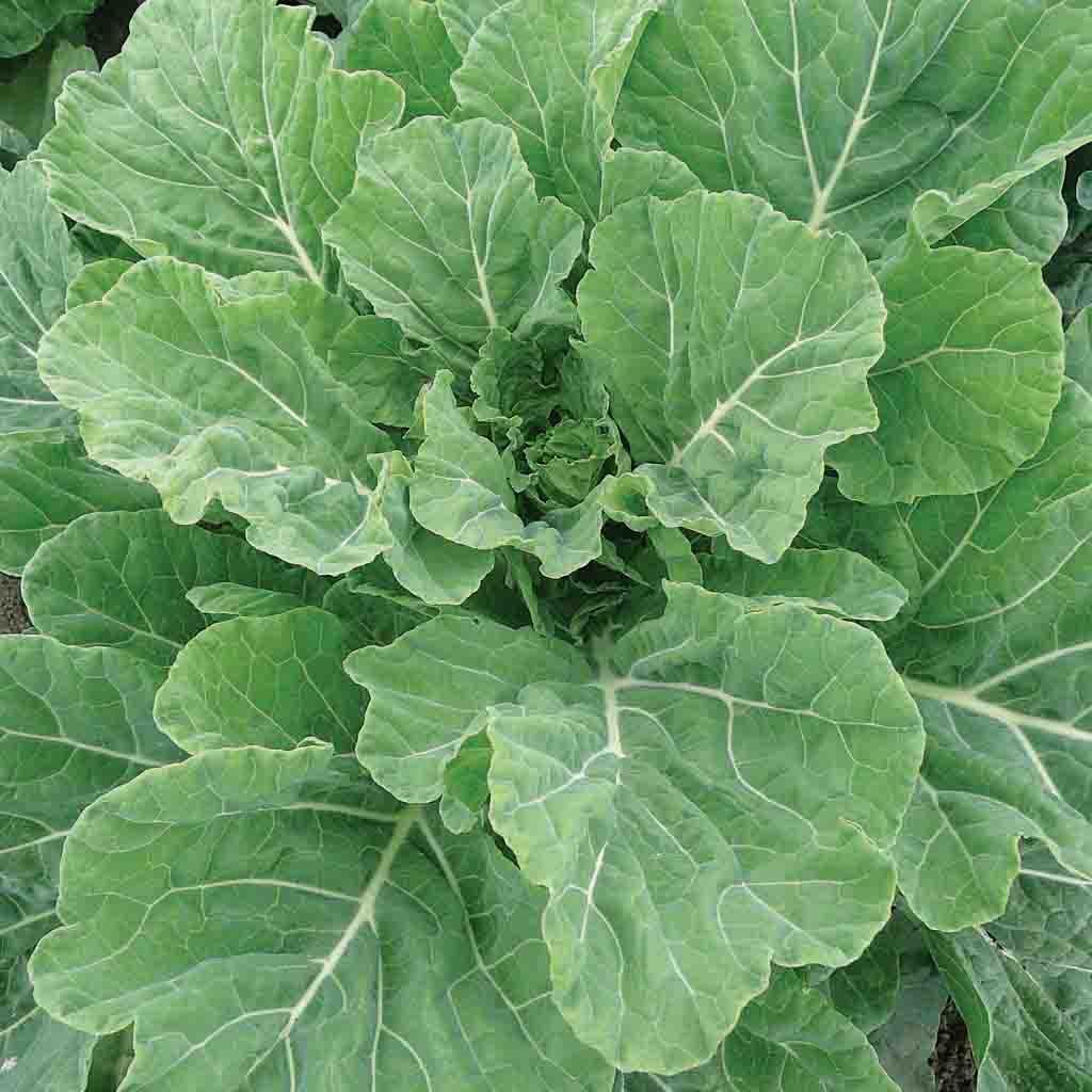Georgia Southern Giant Collard seeds for planting in home vegetable gardens