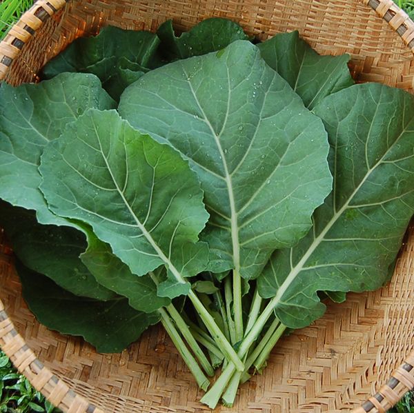 Champion Collard Greens Seeds for Home Garden Planting | Heirloom Non-GMO