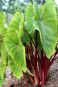 Elephant Ears plant with large decorative green leaves