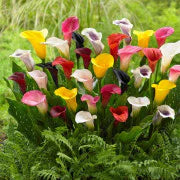 Colorful Calla Lily flowers planted in a garden landscape with green foliage